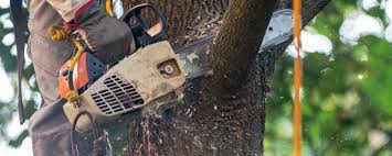 How Our Tree Care Process Works  in  Ford Heights, IL