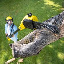 Tree and Shrub Care in Ford Heights, IL