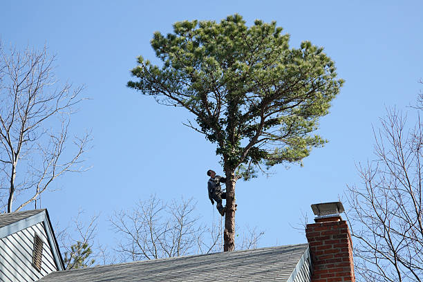 Professional Tree Services in Ford Heights, IL